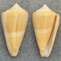 #16 Conus furvus 44.7mm F++ Bantayan Island, Cebu, Philippines