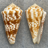 #2 Conus sulcocastaneus 50.4mm F+ Bohol, Philippines