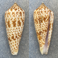 #4 Conus laterculatus 45.1mm F++ No Data