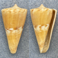 #7 Conus voluminalis 39mm F+ (Filed Lip) Palawan, Philippines