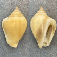 #2 Laevistrombus canarium 43.3mm F+ No Data