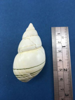#18 Liguus Fasciatus Matecumbensis 56.4mm Matecumbe Key Data Land Shell