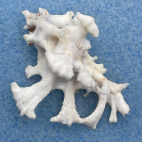 #25 Homalocantha zamboi 38.6mm F+ Philippines