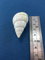 #44 Liguus Fasciatus Simpsoni 45.6mm Lower Matecumbe Key Florida Data