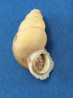 #2 32.8mm Chondrothyra Barbouri W/Operculum