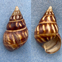 #5 Liguus fasciatus gloriasylvaticus 49mm F+ CC10