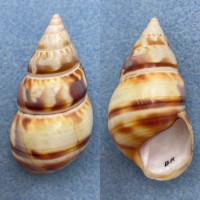 #7 Liguus fasciatus testudineus 55.5mm F+ Brickell Collected 1931