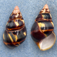 #21 Liguus fasciatus versicolor 39.4mm Gem Key Vaca, Unusual Locality