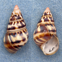 #11 Liguus fasciatus versicolor 40.8mm F++ LPK73