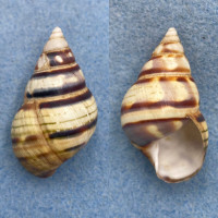 #13 Liguus fasciatus floridanus 44.4mm F+ Pinecrest #12a