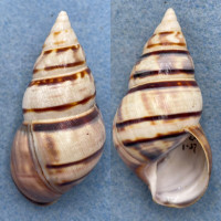 #1 Liguus fasciatus barbouri 62.1mm F+/++ Pinecrest #42 Collected 1937