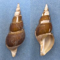 #2 Japelion pericochlion 105.1mm F/+ (Lip Damaged) W/Perio N. Honshu, Japan