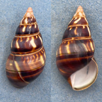 #21 Liguus fasciatus castaneus 54.6mm F++ Dark Hammock, LPK