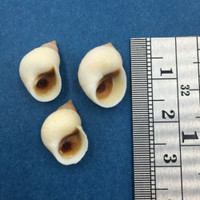 Littorina nebulosa Set x3 15-16mm W/O Grenada, West Indies, Collected 1968