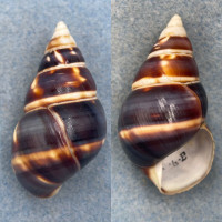 #1 Liguus fasciatus marmoratus 47.5mm F++ Pinecrest #16B