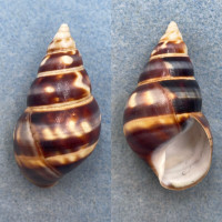 #8 Liguus fasciatus barbouri 52.8mm F++ PC Charlie Jumper Hammock Col. 1932