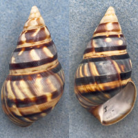 #10 Liguus fasciatus barbouri 53mm F++ PC Charlie Jumper Hammock Col. 1932