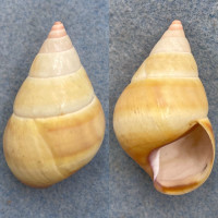 #5 Liguus fasciatus ornatus 43.8mm F++ Palma Vista #1