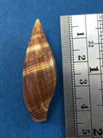 Mitra Ambigua 40.3mm Indo Pacific