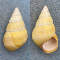 #22 Liguus fasciatus ornatus 40.1mm Gem No Data