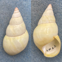 #10 Liguus fasciatus ornatus 49.4mm F++ Long Pine Key #23