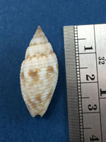 Mitra Scabricola Desetangsii 29.5mm Cebu Philippines