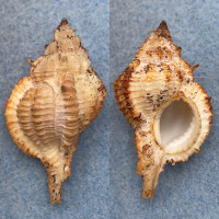 #2 Siratus ciboney 45.9mm F+ Off Priory, Jamaica