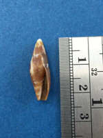 Mitra Quasimitra Latruncularia 21.6mm South Africa Beach