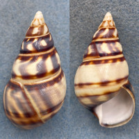 #18 Liguus fasciatus barbouri 56.2mm Gem Pinecrest #7A