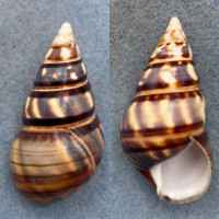 #17 Liguus fasciatus barbouri 55.1mm Gem Pinecrest #7A