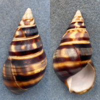 #19 Liguus fasciatus barbouri 55mm F+ Pinecrest #7A