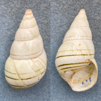 #4 Liguus fasciatus simpsoni 47.7mm F+ (Apex Chip) Lignumvitae Key, Coll. 1931