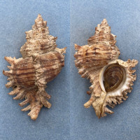 #3 Chicoreus asianus 103.5mm F/+ W/O Tai Mong Bai, Hong Kong 10-15' 1972