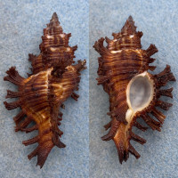 #7 Chicoreus microphyllus 57.3mm F+ Manay, Davao, Philippines