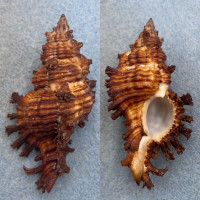 #10 Chicoreus microphyllus 67.5mm F+ Cebu, Philippines