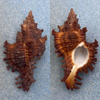 #11 Chicoreus microphyllus 53mm F++ Cebu, Philippines