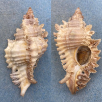 #24 Chicoreus florifer dilectus 65.6mm Gem W/O Sanibel Island, Florida