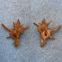 #9 Chicoreus axicornis 29.8mm F+ W/O Cebu, Philippines, 1961