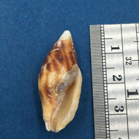 #1 Mitra Nebularia Contracta 31.8mm Vanua Levu Fiji 5' In Sand On Reef