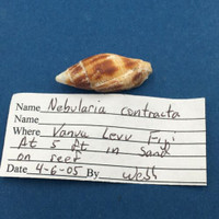 #1 Mitra Nebularia Contracta 31.8mm Vanua Levu Fiji 5' In Sand On Reef