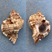 #8 Phyllonotus pomum 54.7mm F+ W/O Sanibel Island, Florida