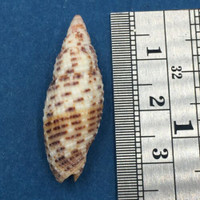 #2 Mitra Neocancilla Papilio 31mm Cairns Queensland Australia 3-5m Under Coral