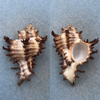 #4 Hexaplex cichoreum 64.4mm F++ Cebu, Philippines