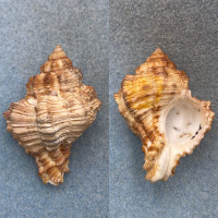 #1 Hexaplex duplex canariensis 54.5mm F+ Gran Canaria