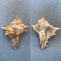 Hexaplex varius 61.7mm F+ Senegal