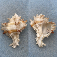 #6 Hexaplex cichoreum 56.3mm F+ Cebu, Philippines