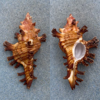 #9 Chicoreus palmarosae 62.6mm F+ Laminusa, Siasi Sulu, Philippines