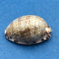 #1 Cypraea arabicula 24.8mm Las Perlas Is., Panama, On Rocks, Low Tide