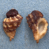 #7 Vitularia miliaris 34.4mm F+ Coron, Palawan, Philippines