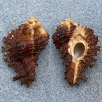 Homalocantha secunda 32mm F+ Ceylon